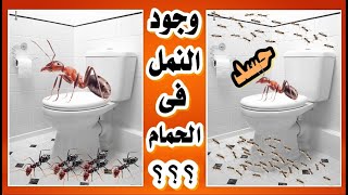 النمل الابيض والنمل الطائروالنمل الفارسي والنمل الاحمر والنمل الاسود وسبب وجوده فى الحمام وكل مكان