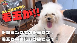 噛み犬トリミング初来店マルプーのトラウマとは..