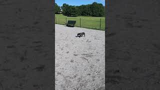 Staffordshire Bullterrier Blue