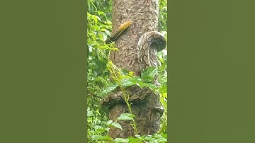 Huge python climbing tree. #snake #snakes #python #shorts #short #shortvideo #viral #viralshorts