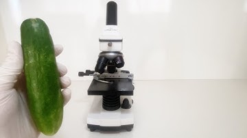 Discovering Cucumbers 🥒🔬 Under the Microscope