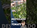 Cómo hacer el destellado del tomate. #short