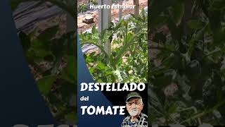 Cómo hacer el destellado del tomate. #short