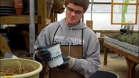 How To Pot Bareroot Perennials