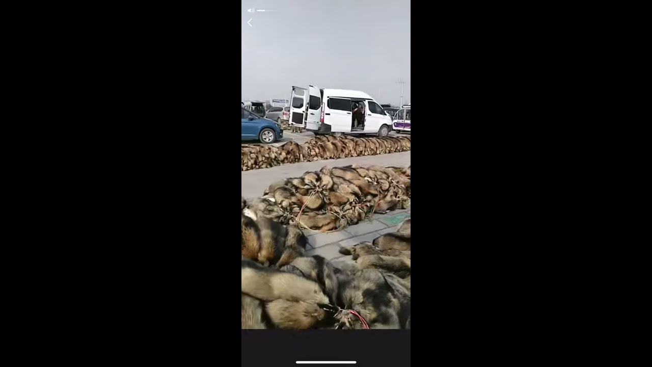 Our fur trading market。 raccoon and fox fur