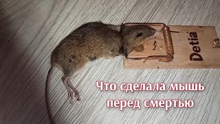 Что сделала мышь перед смертью