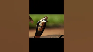 Мозамбикская плюющаяся кобра