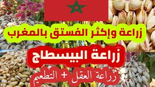الطريقة الصحيحة لزراعة الفستق الحلبي بالمغرب