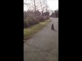 Obedience Dog Training in Vancouver | Woof Worthy Obedience Dog Training in Vancouver | Woof Worthy
