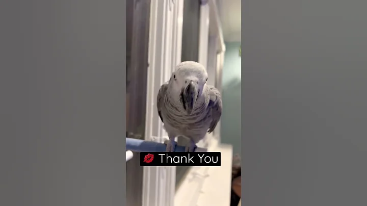 Dad asks Symon the African Grey Parrot to give him a kiss💋#talkingparrot #funnyparrot #cag #birds
