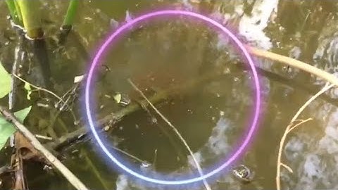 Câu Cá Lóc Nhấp Cá Lóc Bằng Vịt Con, Táp Liên Tục snakehead fishing with duck