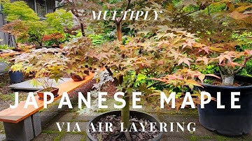 Multiply Japanese Maple trees with Air Layering