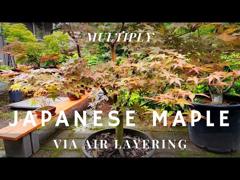 Video: Memotong Pohon Maple: Kapan Waktu Terbaik Untuk Memangkas Maple