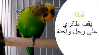 لماذا يقف الطائر على رجل واحدة؟