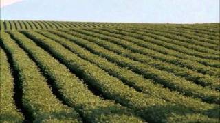 Campo Salta 18.000 hectareas