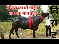 घी की नदियाँ बहा देगा विराट भैंसा - Unique Murrah Bull Jhonta Pada - भारत की शान - विराट