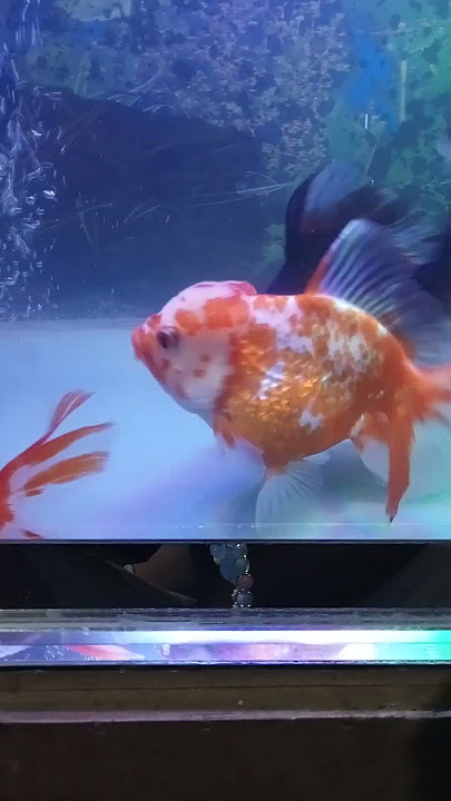 Download lagu ikan koki malas...(jarang berenang).