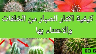 شاهد طريقتي المعتمدة في إكثار صبار عمة القاضي بالخلفات .Echinocactus Grusonii#cactus#propagation