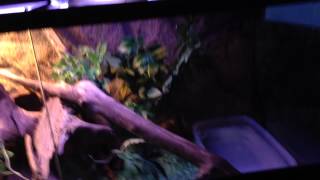 Ball Pythons/ King snake update 12/9/13