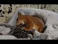 Кедровые шишки для белки!!! 😍 Cedar cones for squirrels