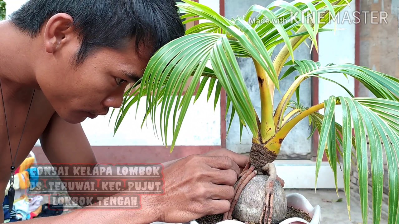  Cara  membuat bonsai kelapa  YouTube