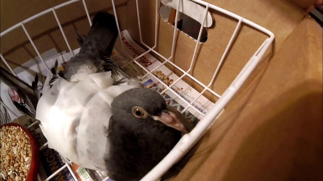 Hurt Pigeon with Broken Wing YouTube