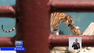 Nacen cuatro tigres de Bengala en el Zoológico Nacional, de La Habana