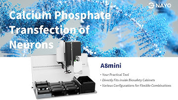 A8mini | Calcium Phosphate Transfection of Neurons