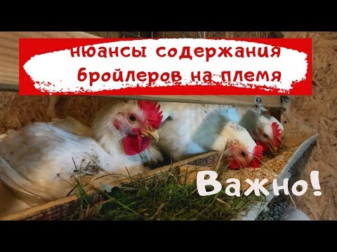 Вопрос: Как кукушка выращивает свое потомство?