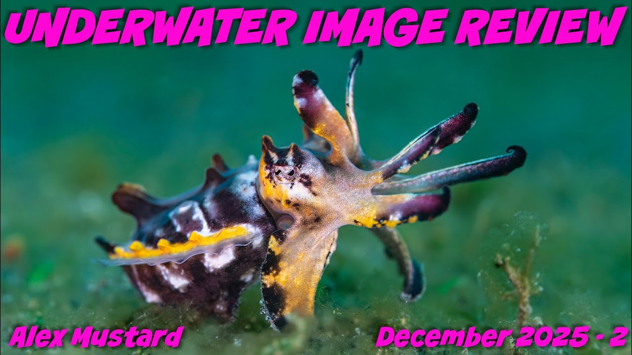 Обзор подводных изображений. Алекс Мастард. Декабрь 2025 г. Лембех 2