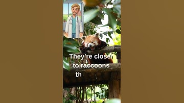 Red pandas aren’t real pandas 😲🦝 #AnimalFacts #funny #redpanda #panda #shorts #memes