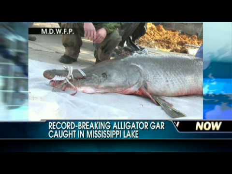 gar alligator record mississippi lake humans attack