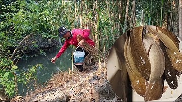 Cắm câu đêm ở kênh bờ tràm ll chạm mặt với cá lóc cá trê già