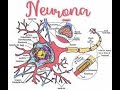 Neuronas - SN - 3ESO