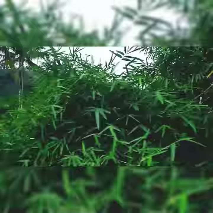 Zelong zelong - YouTube