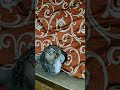 Mai Habiba mujhe pareshan na karo