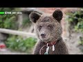 Новый дом для Даши: зоозащитники спасли медвежонка из бродячего цирка
