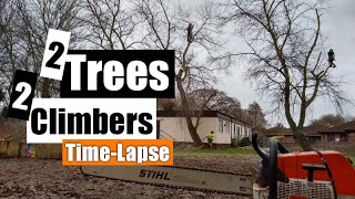Two trees, Two climbers! Tree removal, Time-Lapse