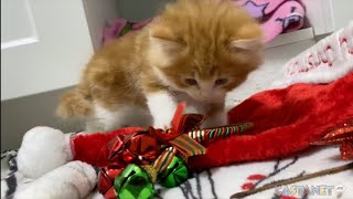 Critteraid sends Christmas wishes