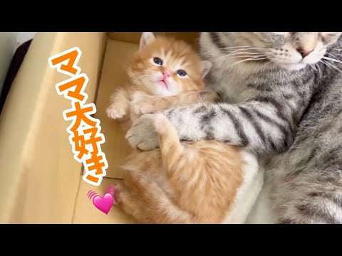 小さめ！猫目ルチルたん！かわいい！ 不調が治った日にきた、細くて綺麗な猫目ルチルたん！ ルチル