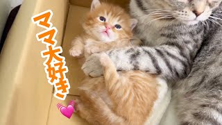 ママに激しく愛されるマンチカンの子猫がかわいすぎる❤ Tiny Baby kitten【生後20日目】