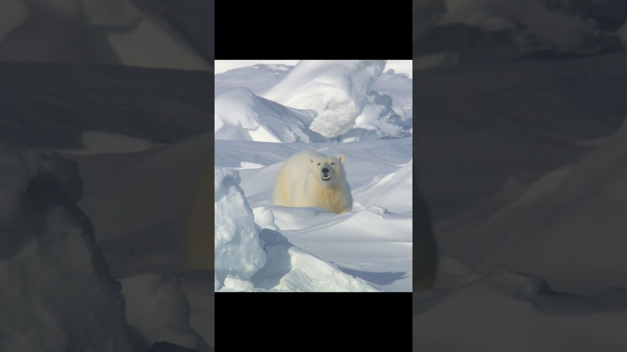 When Food Is Scarce, Cubs Become Prey#wildlife #animals #shorts #video
