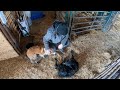 Calving Season: You Never Know what