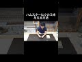 ハムスターにクルミを与える方法 #shorts