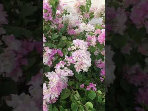 Video: Bougainvillea, Tüübid Ja Hooldus