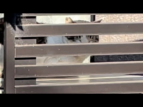 隙間から見つめるキジシロ猫が可愛いです🐾No.110/Japanese cats