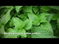 Gathering nettles  lushootseed plants