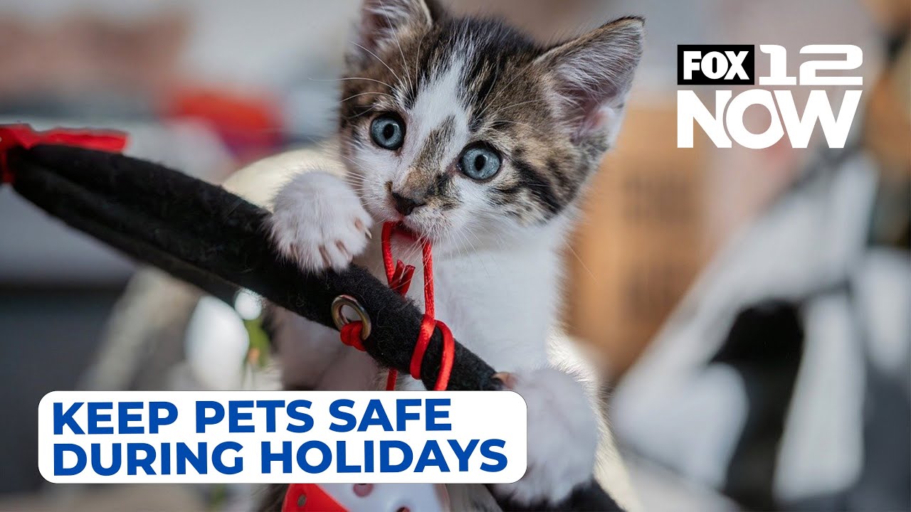 Keeping your pets safe during the holidays - YouTube