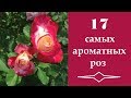❀ 17 самых ароматных роз | 17 most fragrant roses | 17 duftendste Rosen