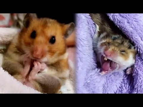 funny-hamsters-videos-compilation-|-cute-and-funny-moments-of-the-animals---daily-overdose-videos